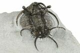 Spiny Ceratarges Trilobite - Zireg, Morocco #350522-4